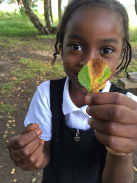 leaf Y1