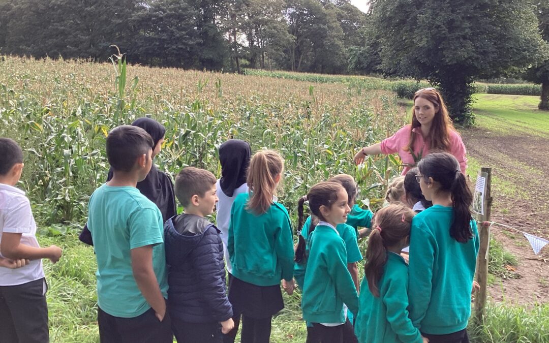 Eco Committee visit Crewe Green Sunflowers